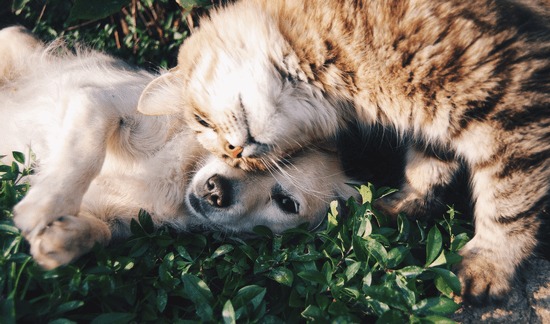 choose the right pet for you so you can save money on pets
