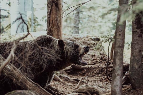 How To Invest In A Bear Market (6 Best Methods)